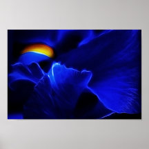Blue Iris Print