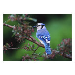 Blue Jay, Cyaoncitta cristata 2 Photo Print