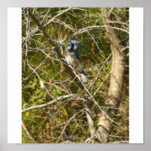 Blue Jay II Print
