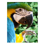 Blue Macaw Parrot Postcard