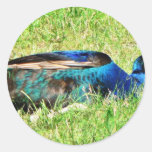 Blue Male Peacock Round Stickers