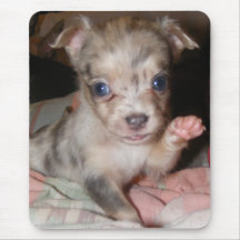 Blue Merle Chihuahua 1 Mouse Pads