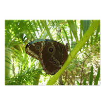 Blue Morpho Butterfly Photo Print
