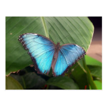 Blue Morpho Butterfly Post Cards