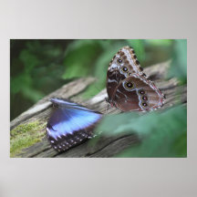 Blue Morphos Poster