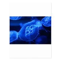 Blue Neon Jellyfish Postcard