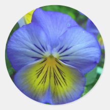 Blue Pansy Round Stickers