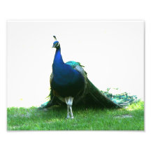 Blue peacock just grass clear sky photographic print