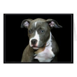 Blue Pitbull Puppy Greeting Card