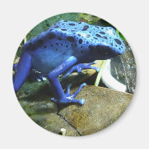 Blue Poison Dart Frog Refrigerator Magnets