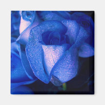 Blue rose fridge magnet