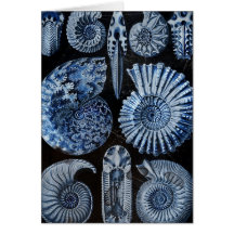 Blue Shells Cards