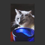 Blue Siamese canvas prints