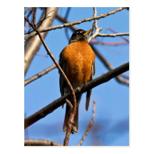 Blue Skies And Warm Weather Post Cards