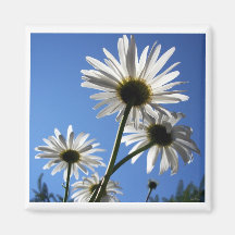 Blue Skies Bloomin Daisies Fridge Magnet