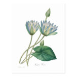 Blue Waterlily Post Card