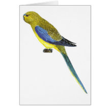 Blue-winged Parrot - Neophema chrysostoma Greeting Card