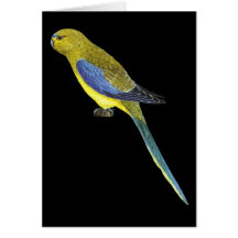 Blue-winged Parrot - Neophema chrysostoma Card