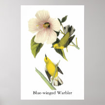 Blue-winged Warbler John Audubon Poster