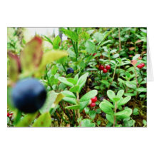 Blueberries And Lingon Berries Greeting Cards