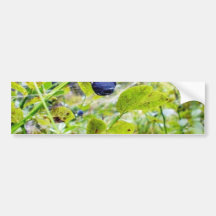 Blueberries With Green Leaves Bumper Stickers