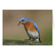 Bluebird Cards