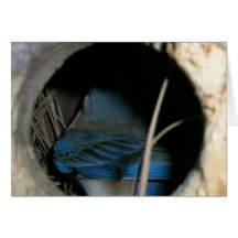 Bluebird Cards