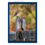 Bluebird of Happiness ~ Art Mooney Cards