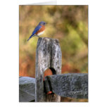 Bluebird of Happiness Card