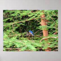 Bluebird Poster
