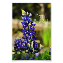 Bluebonnet "Happy Birthday" Photo Print