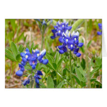 Bluebonnets Close Up Cards