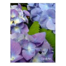 Bluest Blue Hydrangeas Post Card