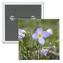 Bluets - Quaker Ladies Button