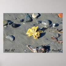 Bluff Poster                    ...