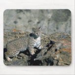 Bobcat in rocky canyon mousepad