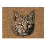 Bobcat Postcard