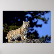 Bobcat Print