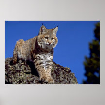 Bobcat skylined print
