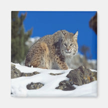 Bobcat Stare Magnet