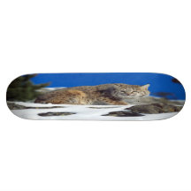 Bobcat Stare Skateboard