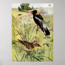 Bobolinks, Daisies and Pink Clover Poster