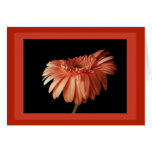 Bold Gerber Greeting Card