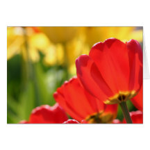 bold greeting cards