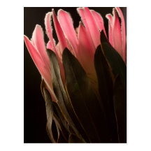 Bold Pink Tropical Protea Flower Postcard