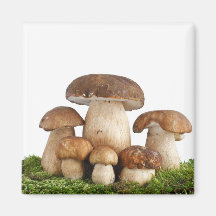 Boletus Edulis mushrooms Magnets