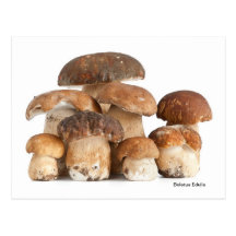 Boletus Edulis Postcards
