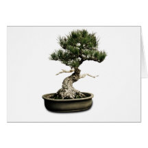 Bonsai Greeting Cards