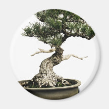 Bonsai Magnets