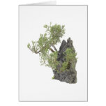 Bonsai Photo 7 Greeting Cards